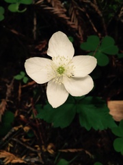 Anemonastrum deltoideum