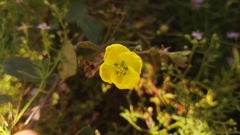 Sphedamnocarpus pruriens pruriens