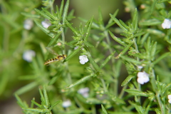 Satureja hortensis