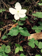 Anemonastrum deltoideum