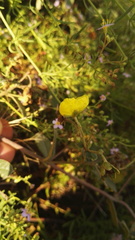 Sphedamnocarpus pruriens pruriens