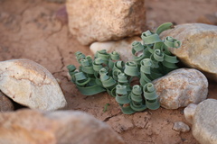 Albuca concordiana