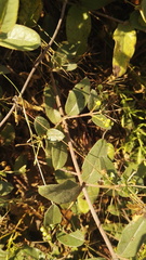 Sphedamnocarpus pruriens pruriens