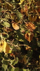 Sphedamnocarpus pruriens pruriens