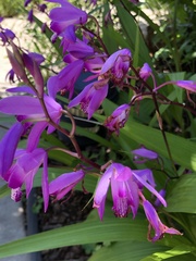 Bletilla