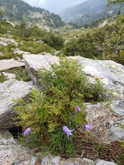 Campanula excisa