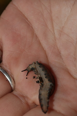 Peripatopsis lawrencei