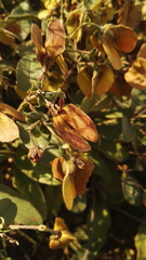 Sphedamnocarpus pruriens pruriens