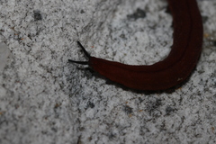 Peripatopsis lawrencei