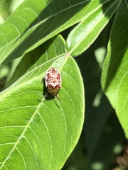 Blepharida
