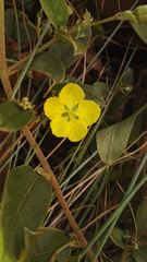 Sphedamnocarpus pruriens pruriens