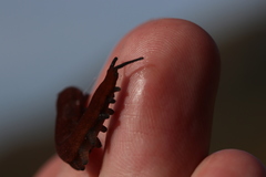 Peripatopsis lawrencei