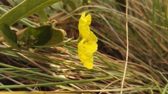 Sphedamnocarpus pruriens pruriens