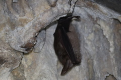 Rhinolophus capensis