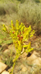 Kalanchoe paniculata