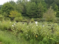Hibiscus lasiocarpos