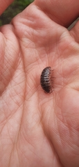 Armadillidium vulgare