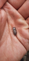 Armadillidium vulgare