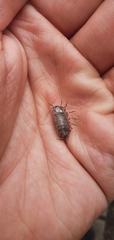 Armadillidium vulgare