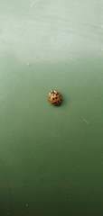 Harmonia axyridis