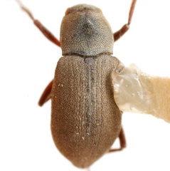Helichus suturalis