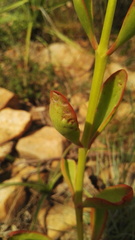 Kalanchoe paniculata