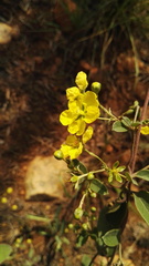 Sphedamnocarpus pruriens pruriens