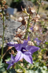 Campanula versicolor