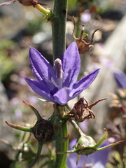 Campanula versicolor