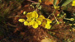 Sphedamnocarpus pruriens pruriens