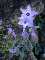 Campanula versicolor