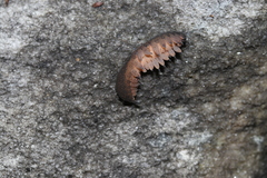 Peripatopsis lawrencei