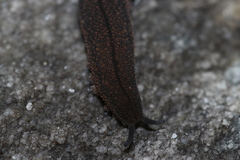 Peripatopsis lawrencei