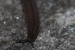 Peripatopsis lawrencei