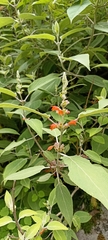 Colquhounia coccinea