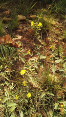 Sphedamnocarpus pruriens pruriens