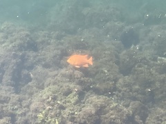 Hypsypops rubicundus