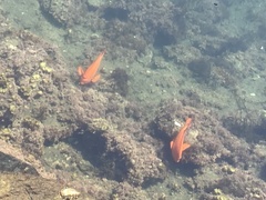 Hypsypops rubicundus