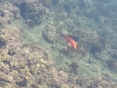 Hypsypops rubicundus