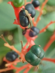 Clerodendrum speciosissimum