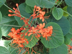 Clerodendrum speciosissimum