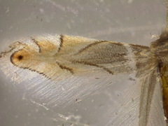 Phyllonorycter harrisella