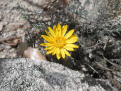 Xanthisma scabrellum