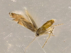Phyllonorycter harrisella