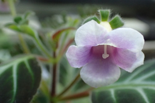 Gloxinella
