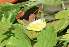 Pieris rapae