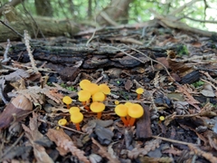 Hygrocybe parvula