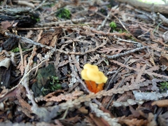 Hygrocybe parvula