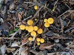 Hygrocybe parvula