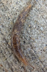 Deroceras reticulatum